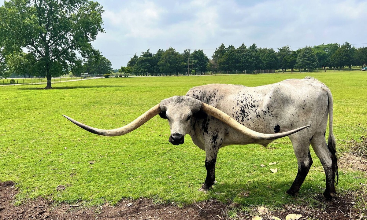 Whitesboro Cabin | Longhorn View Casita in perfect Whitesboro Texas