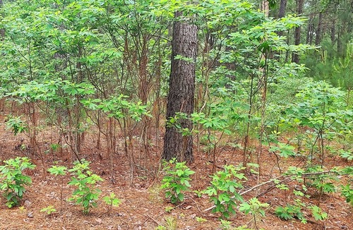 Mineola Cabin | Hidden in East Texas Piney Woods - Rustic Western Cabin - Canton 1st Monday