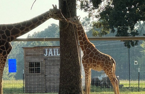 New Boston Apartment | Stay in Luxury-Feed Giraffes from directly from your Suite & enjoy the view. n