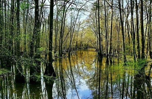 Springfield Other | Tentrr - Louisiana Tickfaw State Park - Woodland G - Single Camp