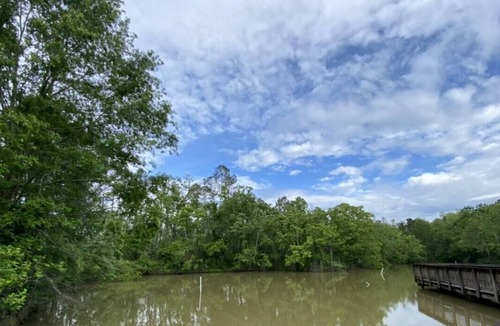 Springfield RV Rental | Tentrr State Park Site - Louisiana Tickfaw State Park - Woodland H - Single Camp