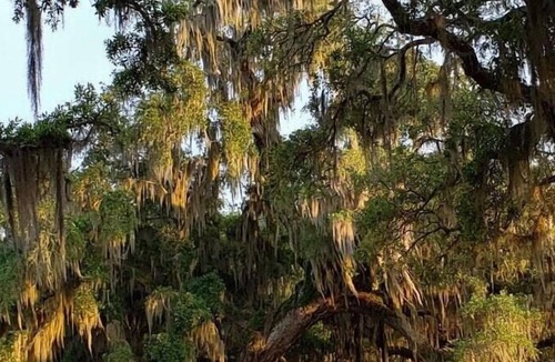 Mandeville RV Rental | Tentrr State Park Site - Louisiana Fontainebleau State Park - Teepee Field B -