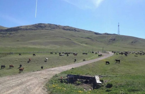Augusta House | Working Cattle Ranch, Between Yellowstone and Glacier!