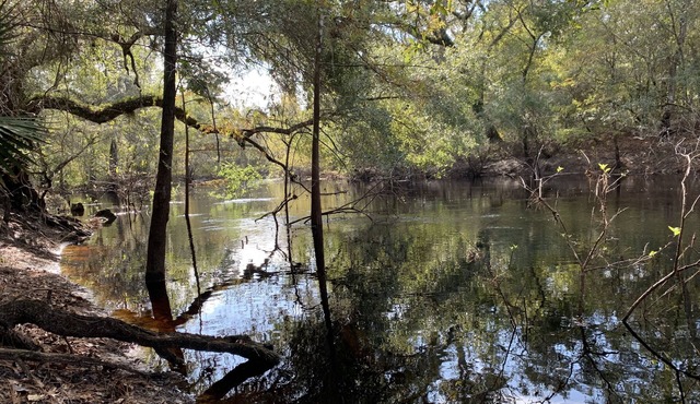 Cozy river front retreat on beautiful Withlacoochee River. Near theme parks. in Webster