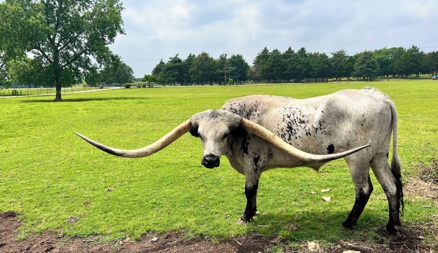 Longhorn View Casita in perfect Whitesboro Texas