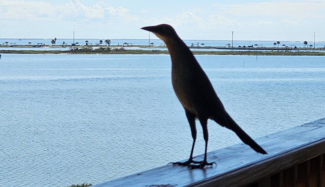 ROCKPORT'S BEST VIEW AND LOCATION! - Summer's Little Bay Getaway - On the Water!