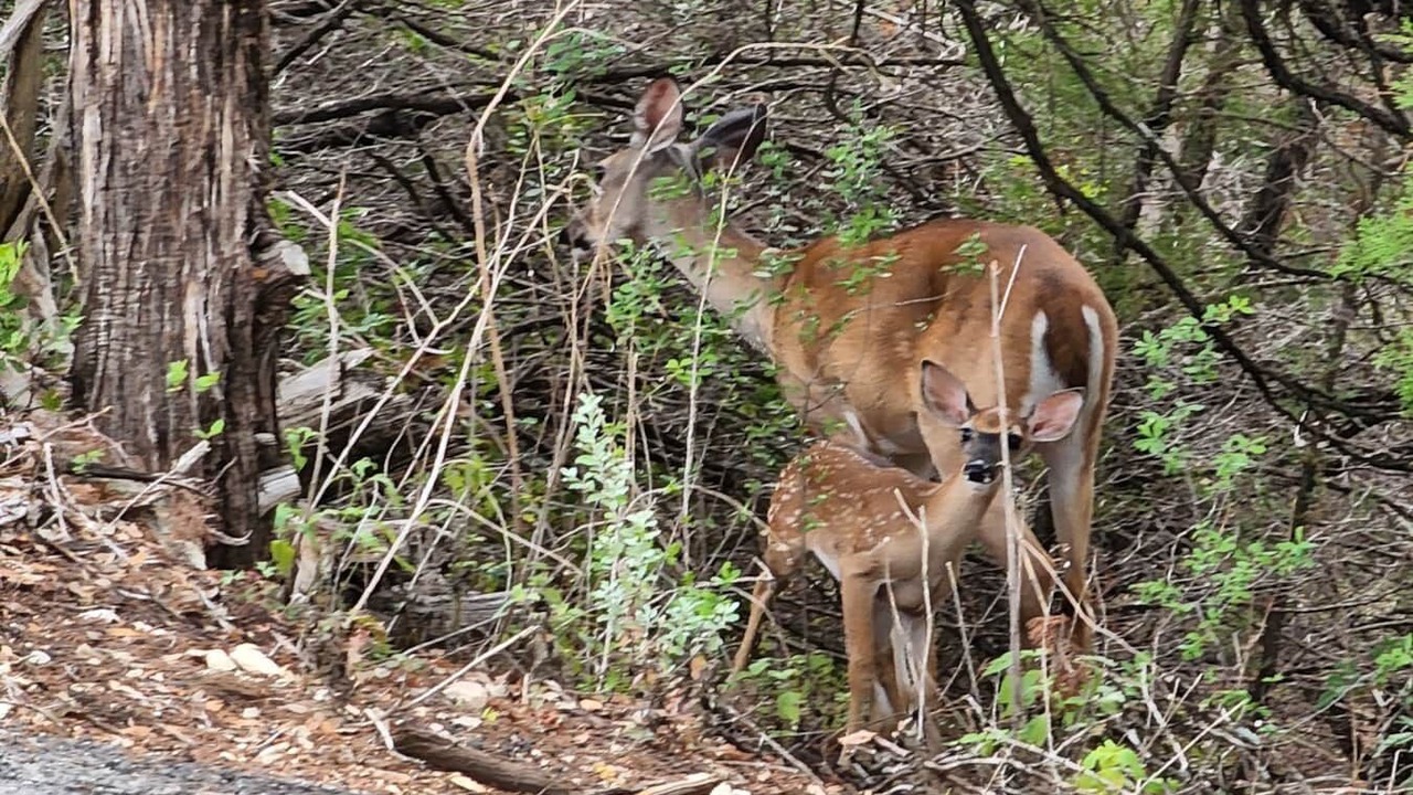 Photo of Outdoor in Apache Shores