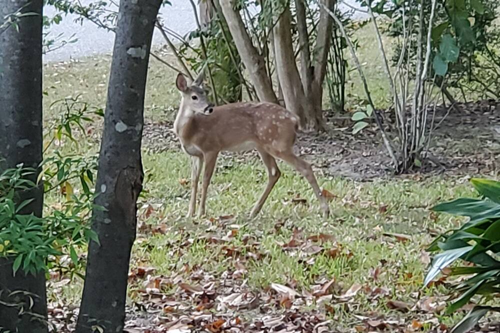 Photo of Outdoor in Diamondhead