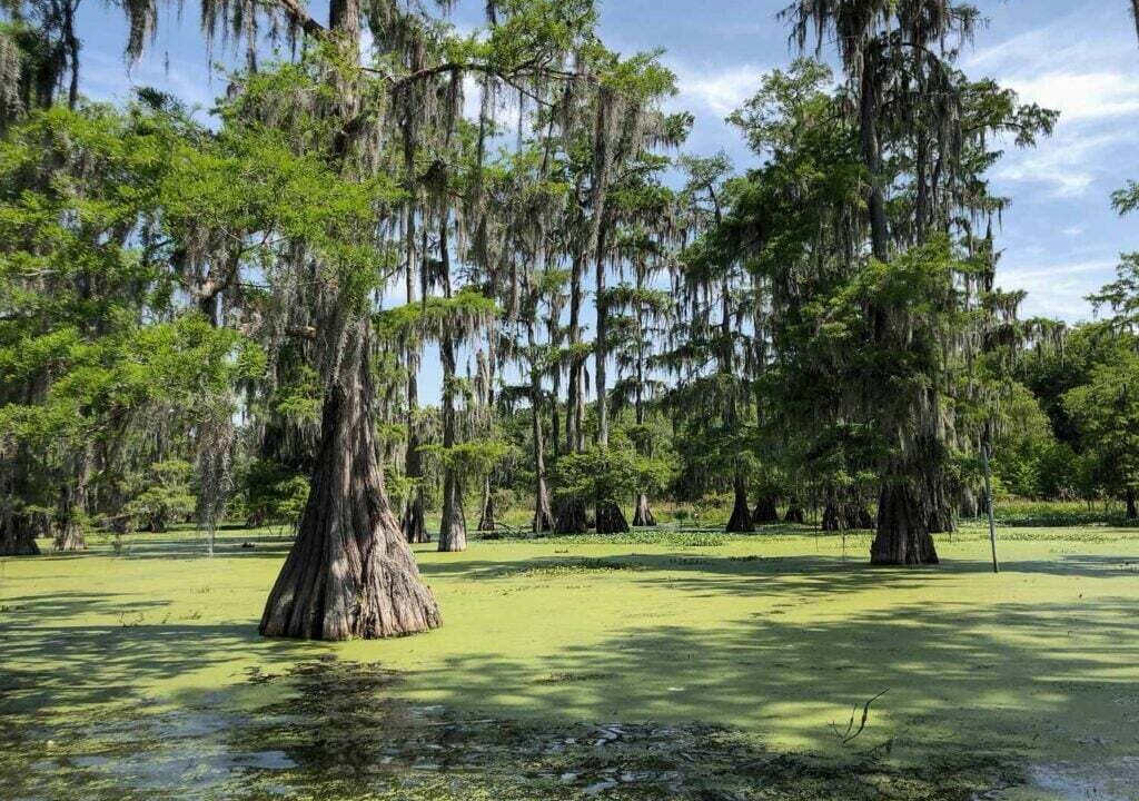 Photo of Others in Boothville-Venice