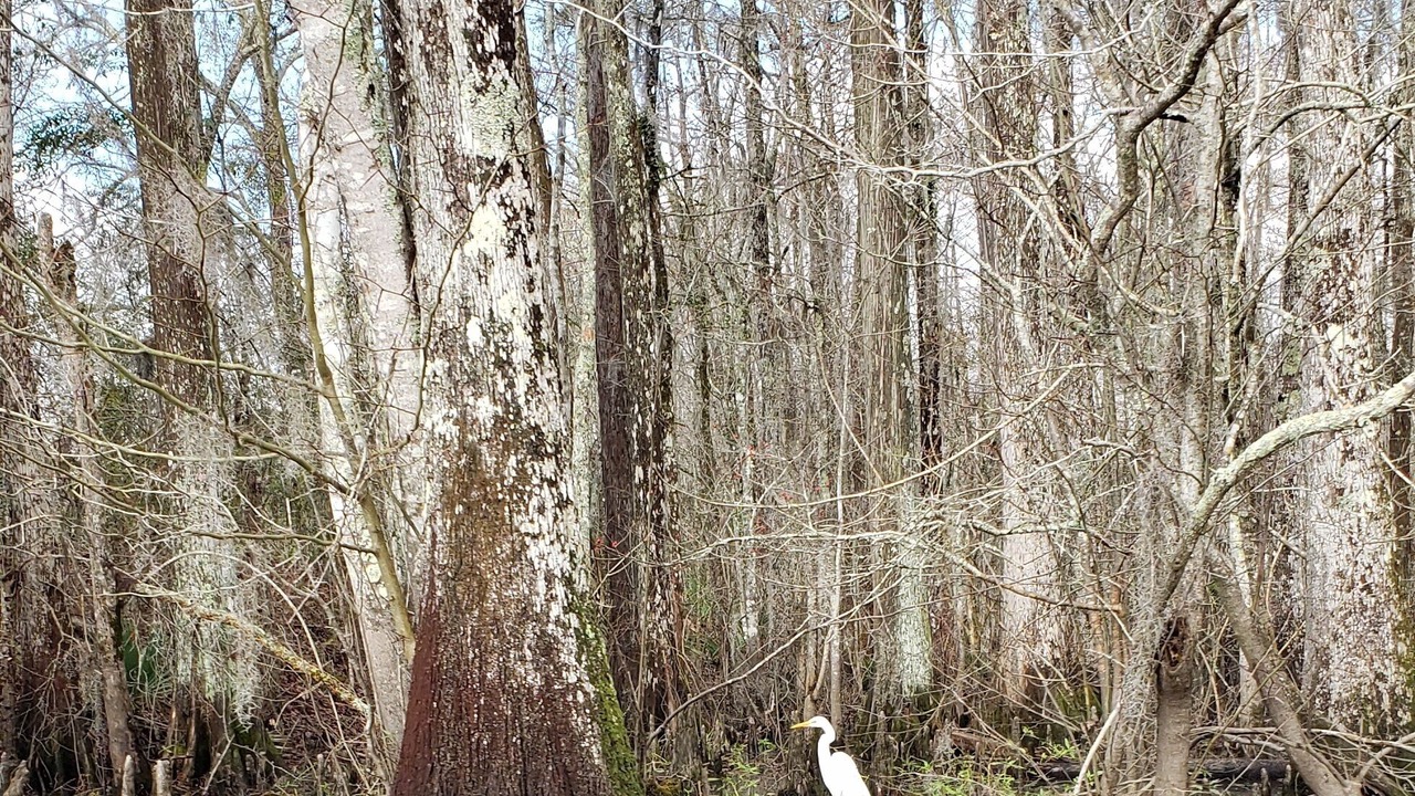 Photo of Others in Maurepas