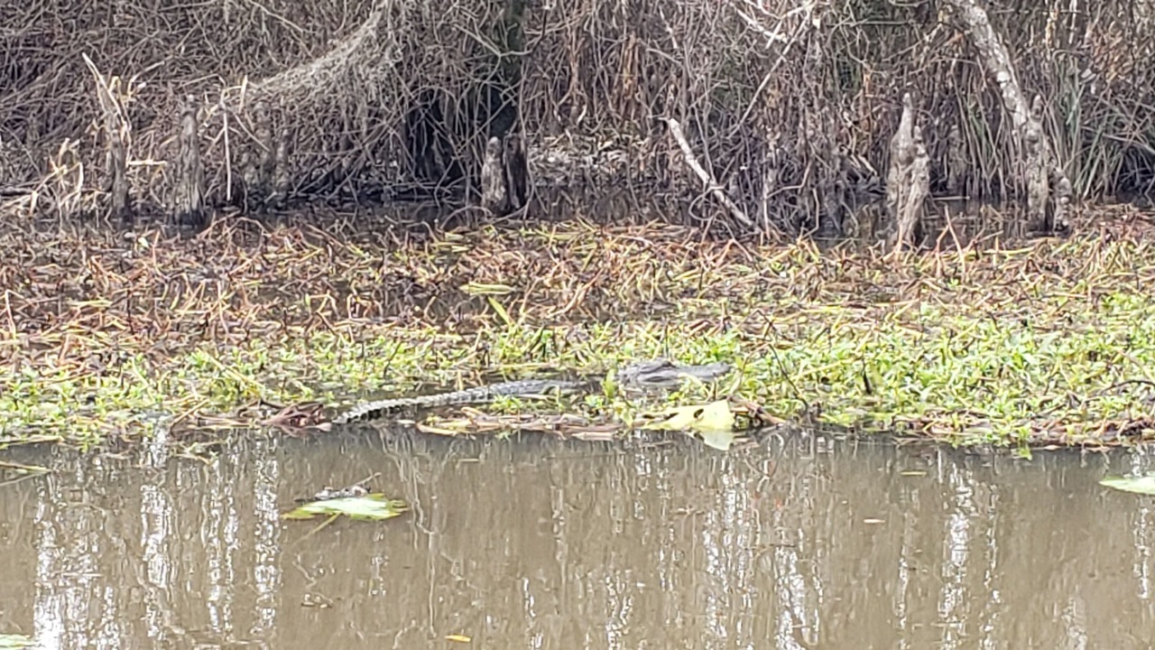 Photo of Others in Maurepas