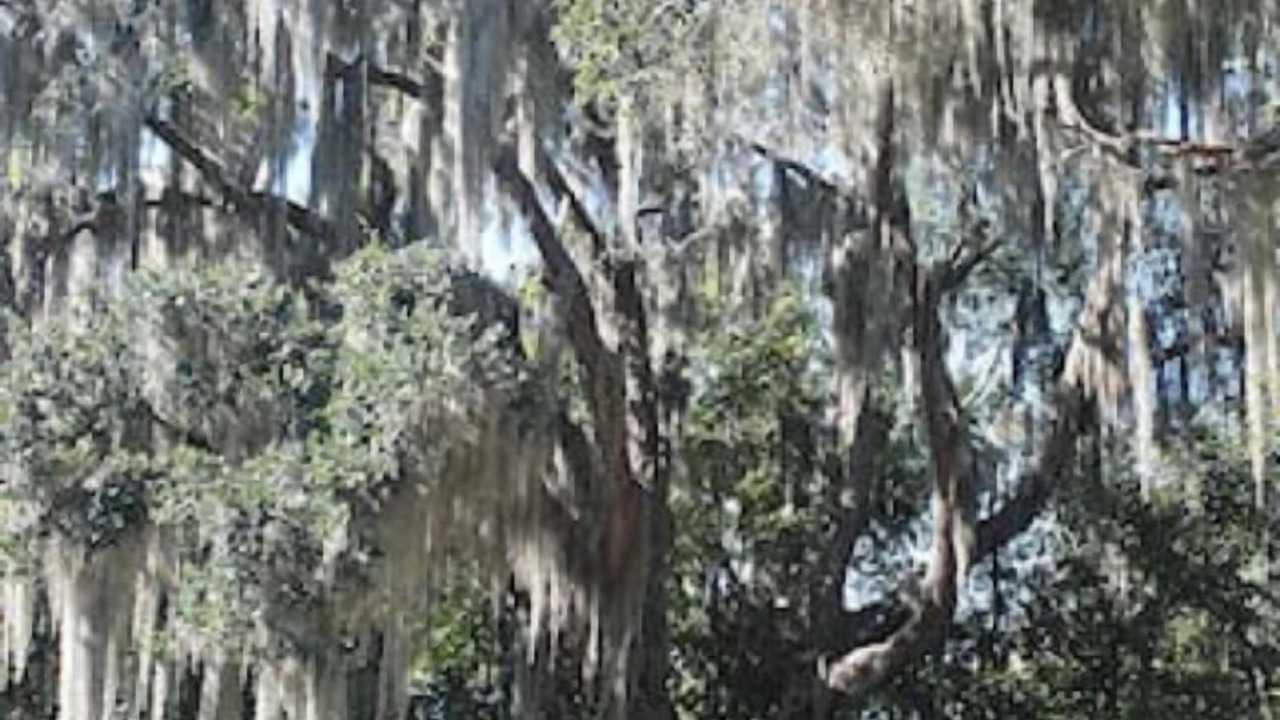 Photo of Outdoor in Jean Lafitte
