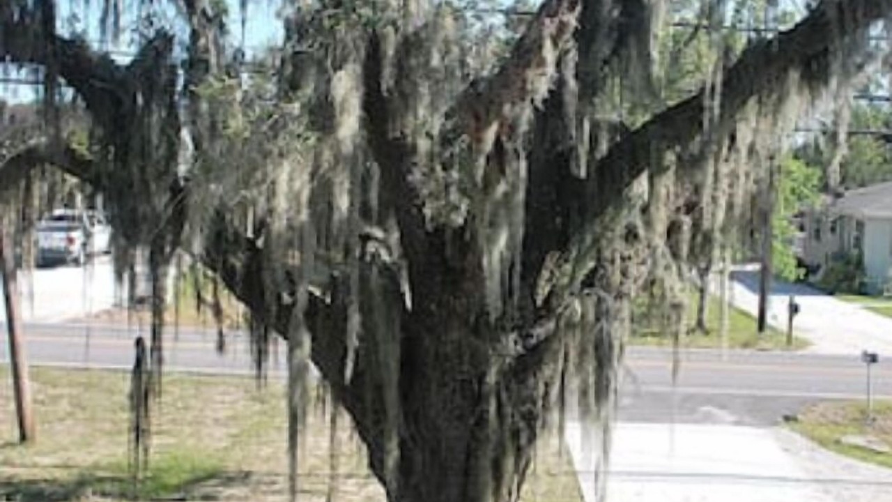 Photo of Outdoor in Jean Lafitte