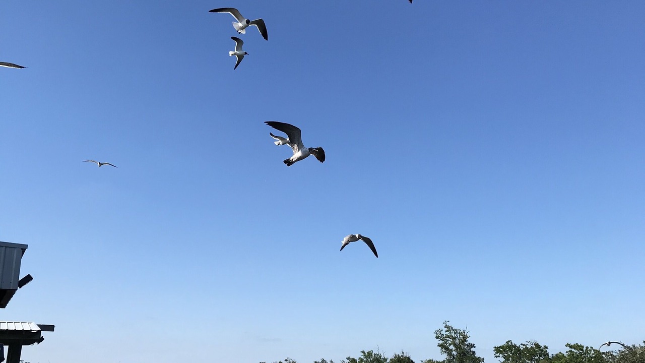 Photo of Others in Chauvin
