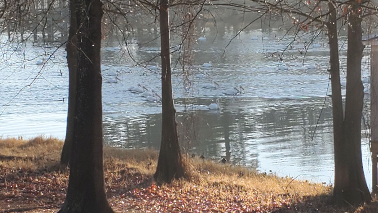 Photo of Others in Hemphill