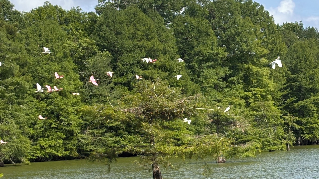 Photo of Others in Rayne