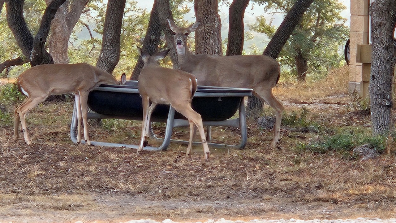 Photo of Others in Dripping Springs