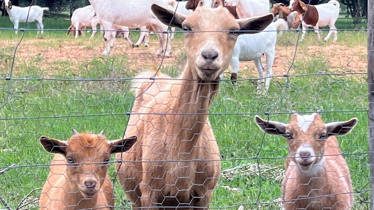 Photo of Others in Glen Rose