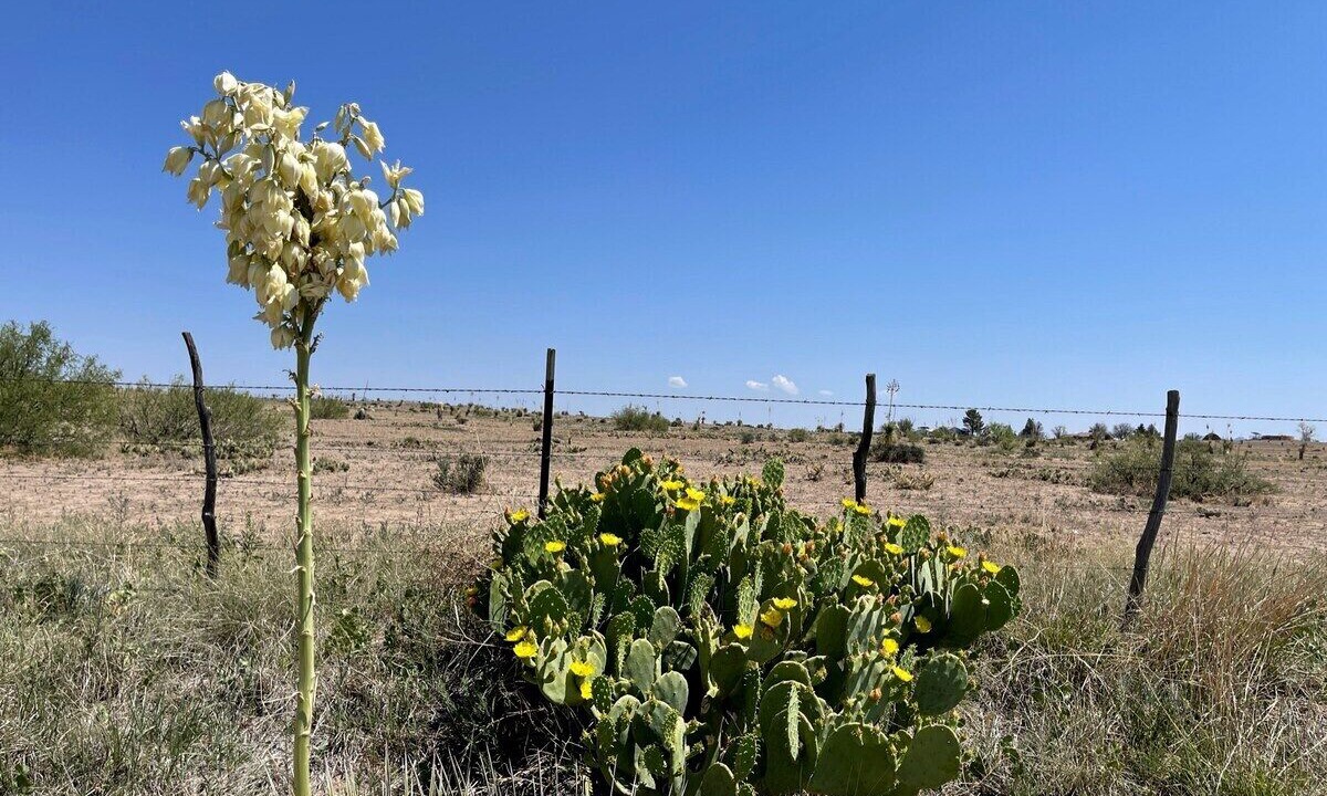 Photo of Outdoor in Marfa