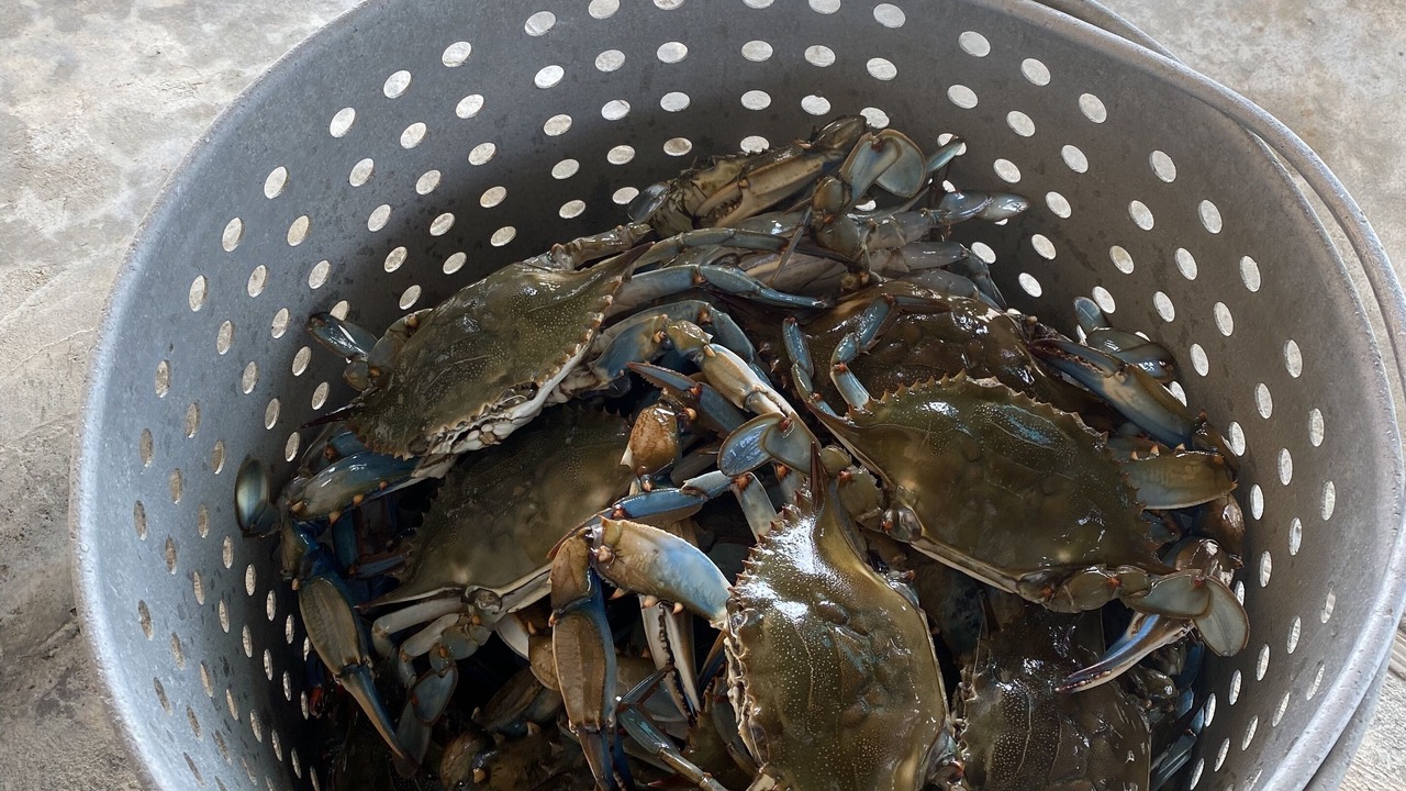 Photo of Others in Grand Isle