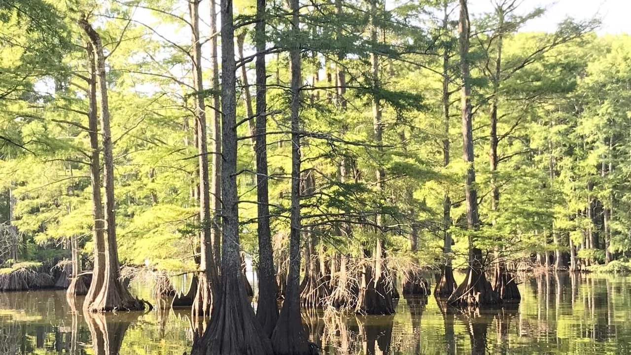 Photo of Others in Shreveport
