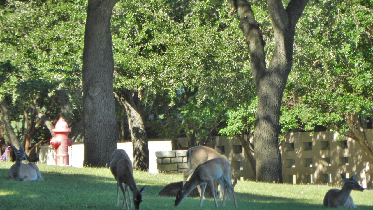 Photo of Others in Highland Lake Estates