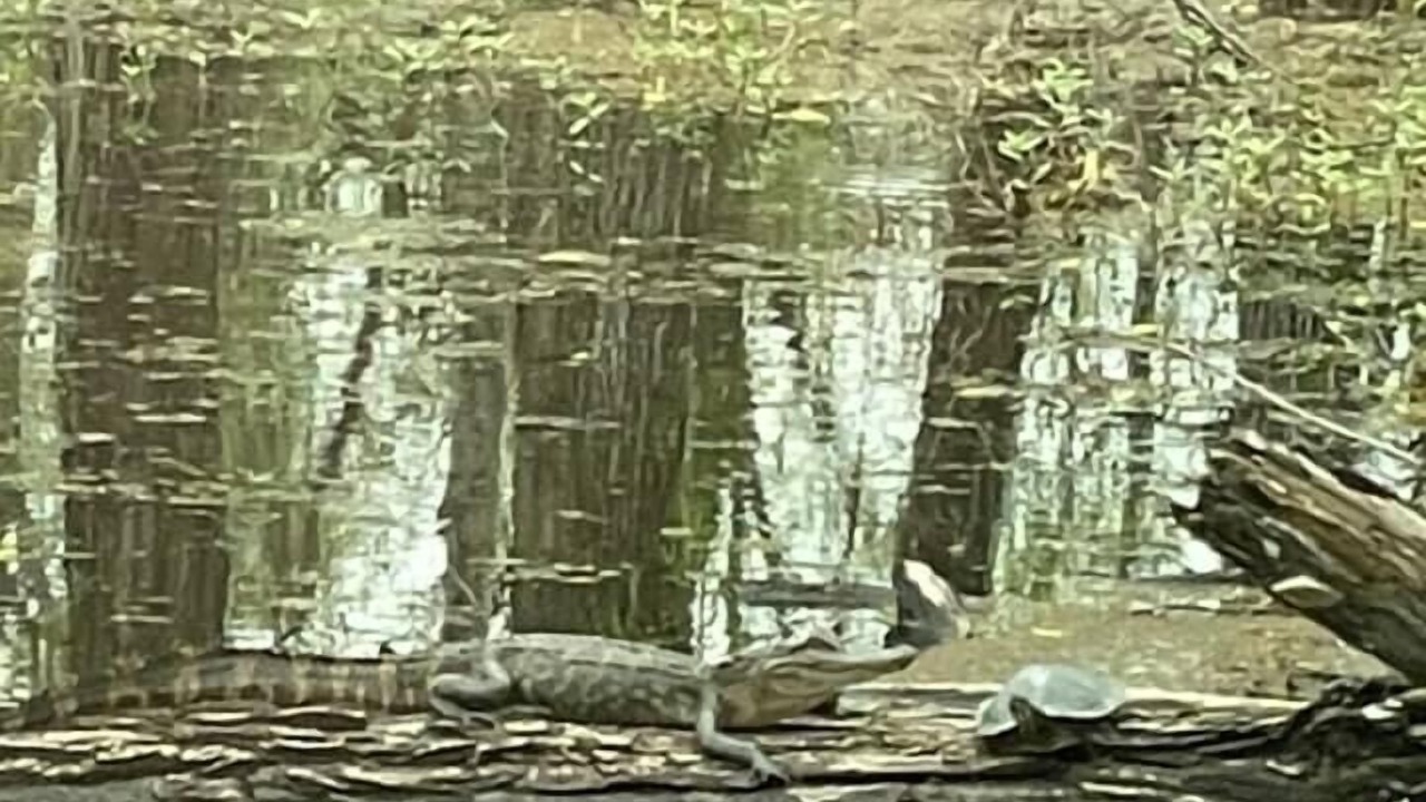 Photo of Others in Atchafalaya