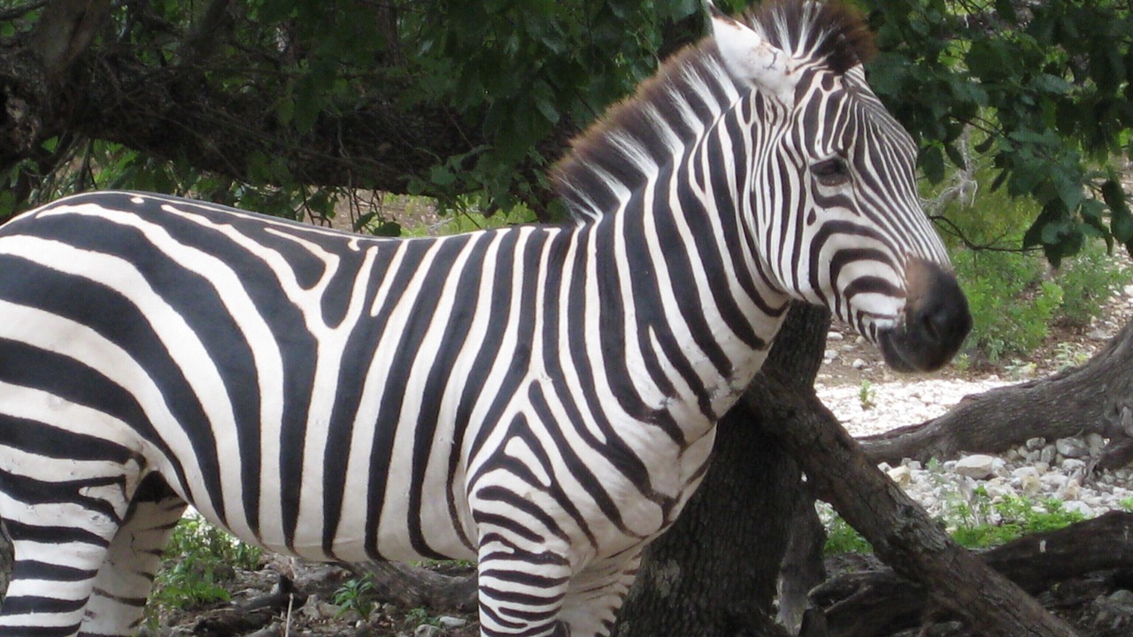 Photo of Others in Rio Frio