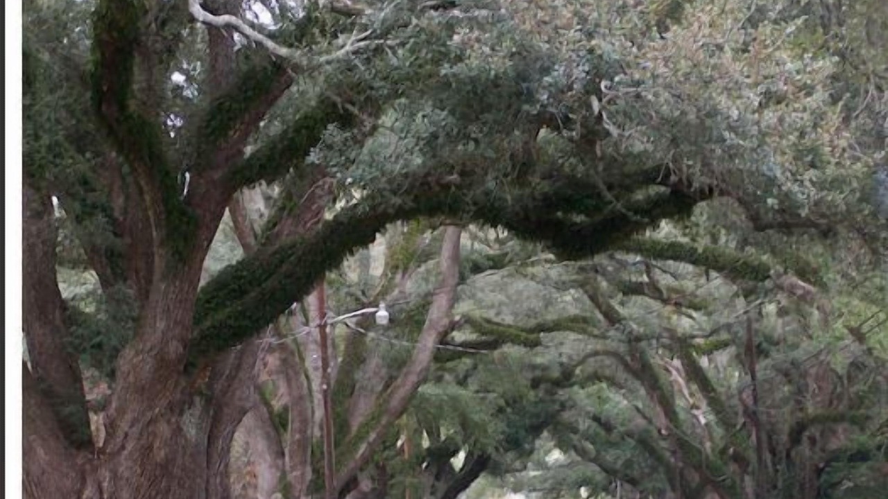 Photo of Others in Natchitoches