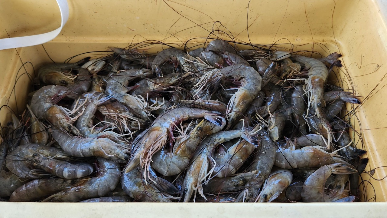 Photo of Others in Port Sulphur