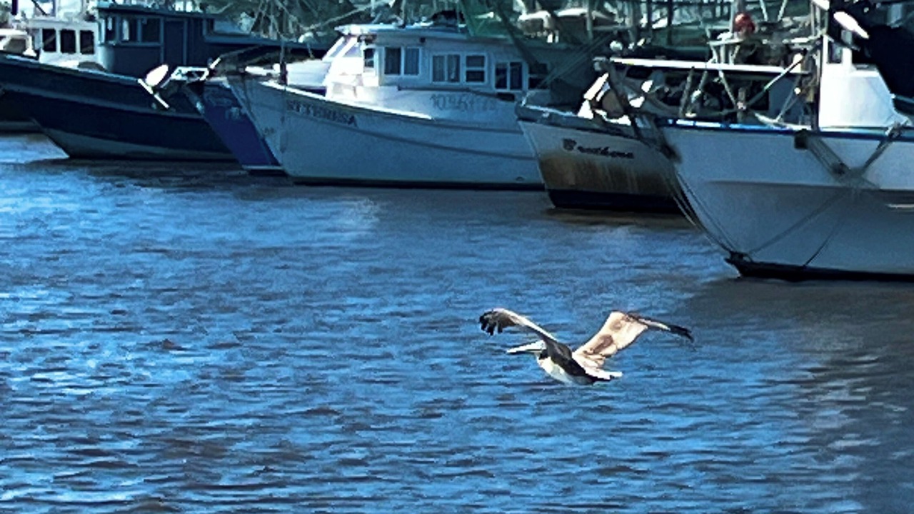 Photo of Others in Chalmette