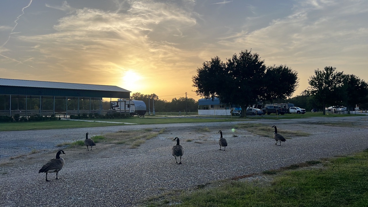 Photo of Outdoor in Acadia Parish