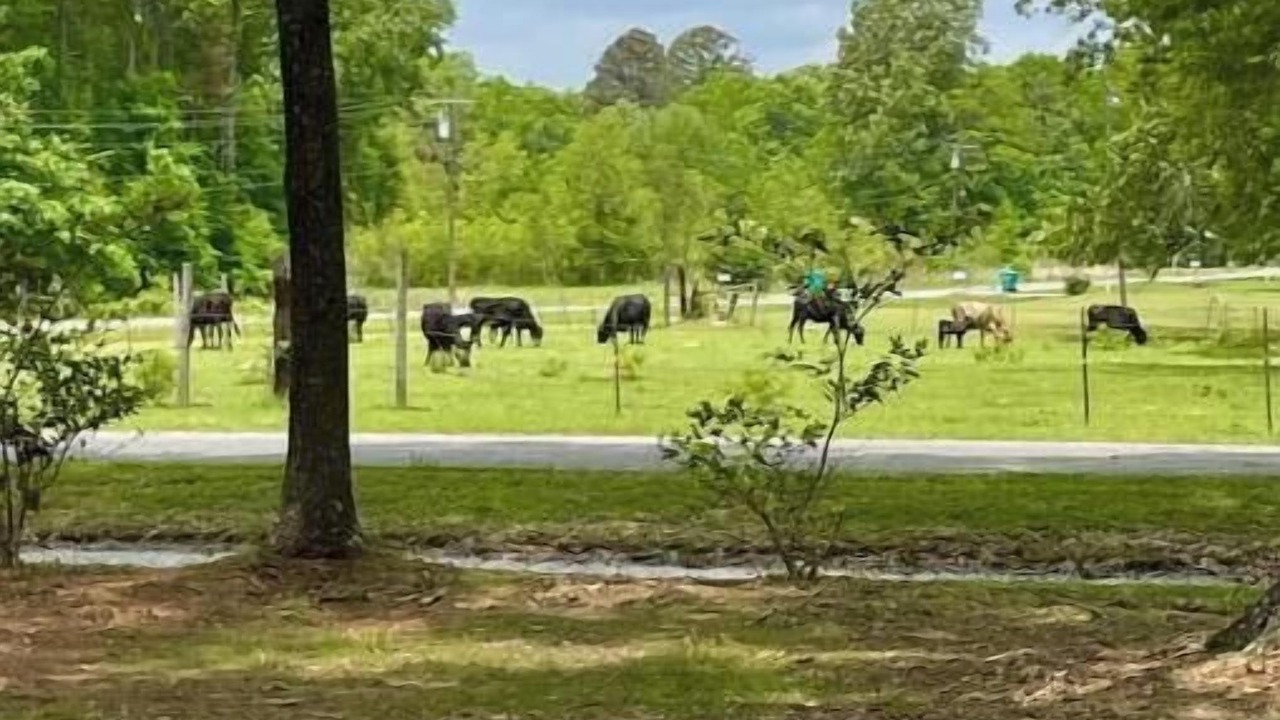 Photo of Others in Bastrop