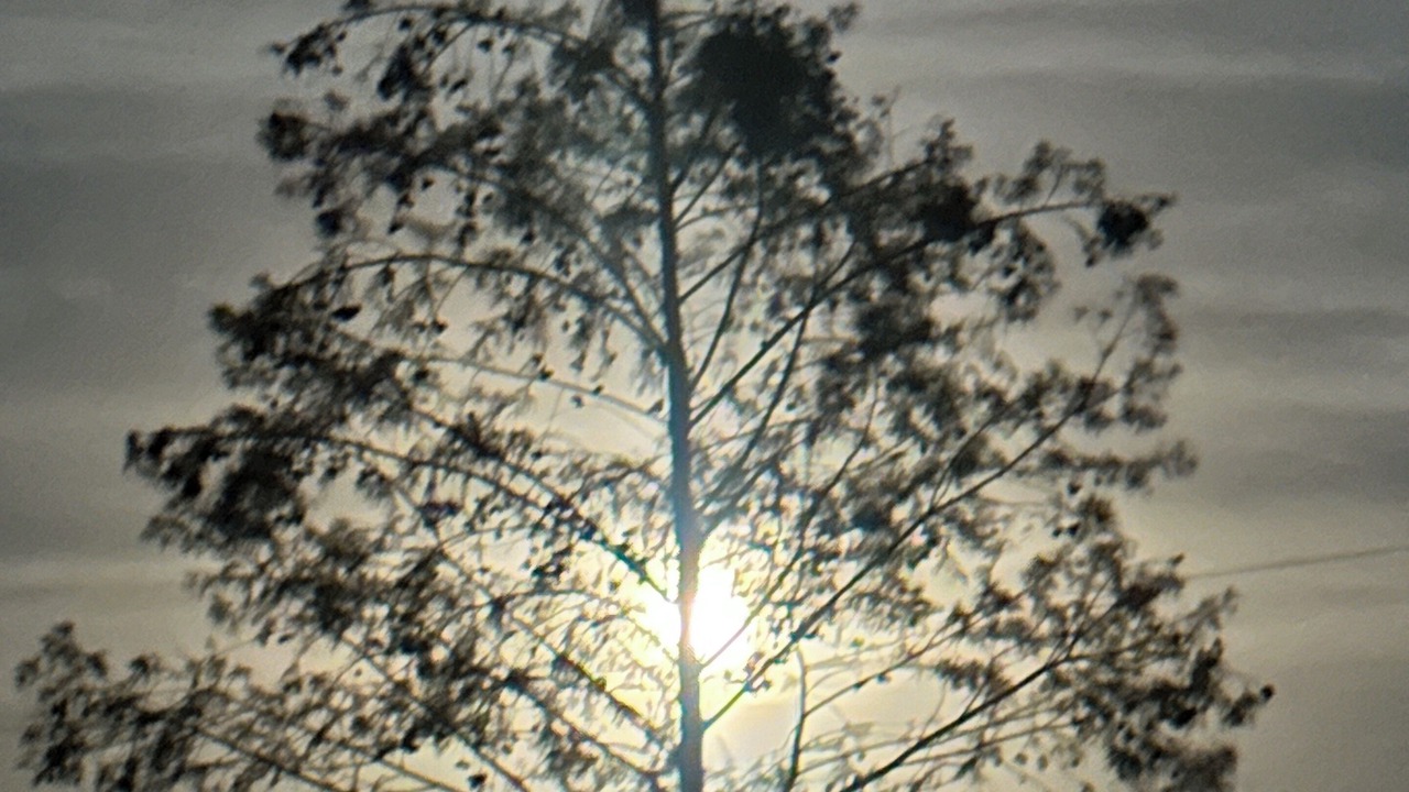 Photo of Others in Longleaf