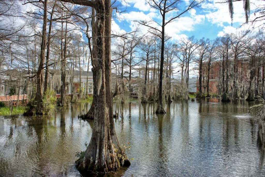 Photo of Others in Lafayette