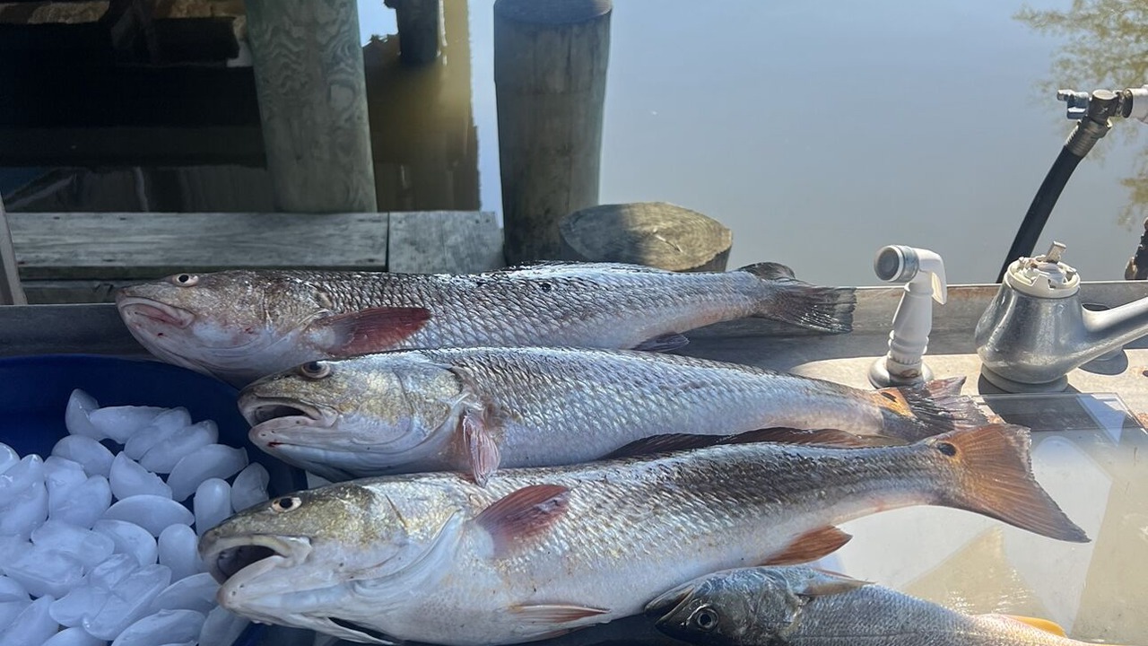 Photo of Outdoor in Cypremort Point