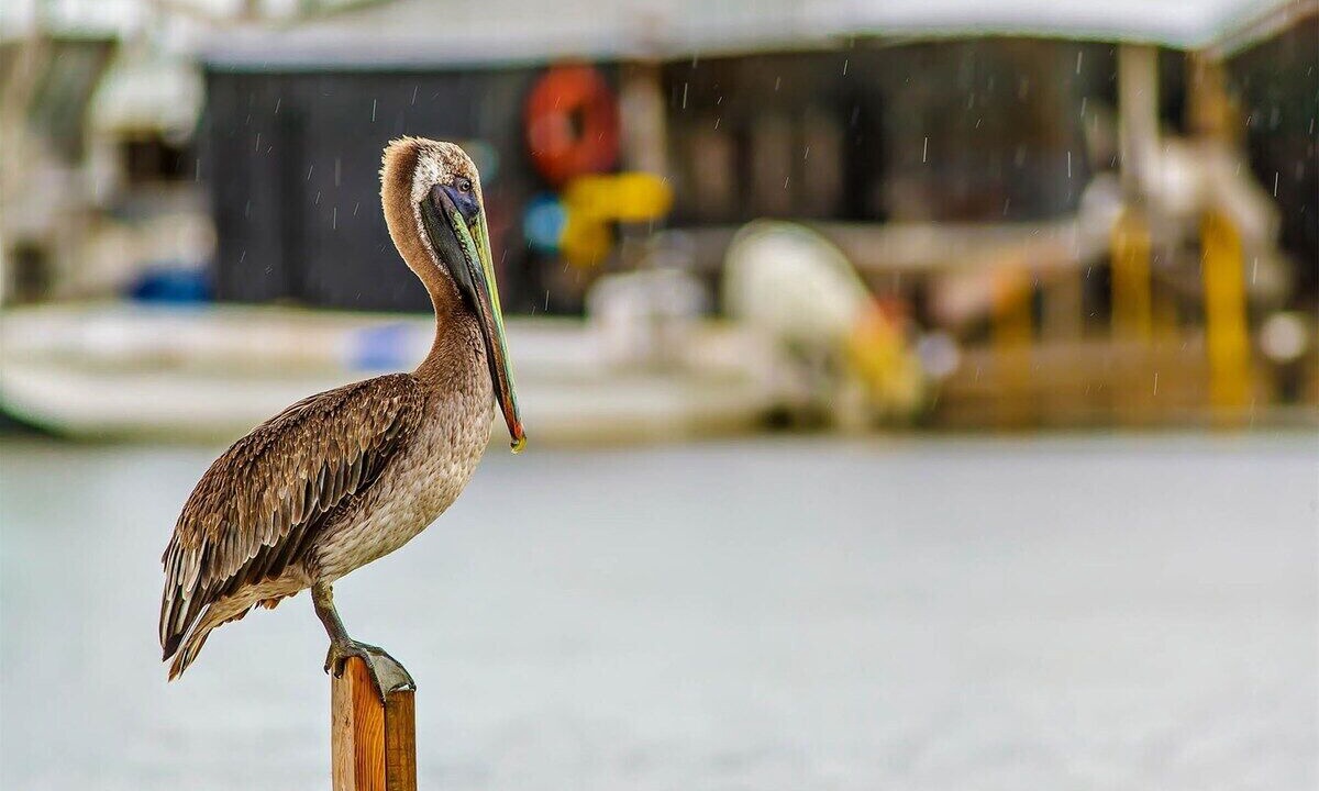 Photo of Others in Grand Isle