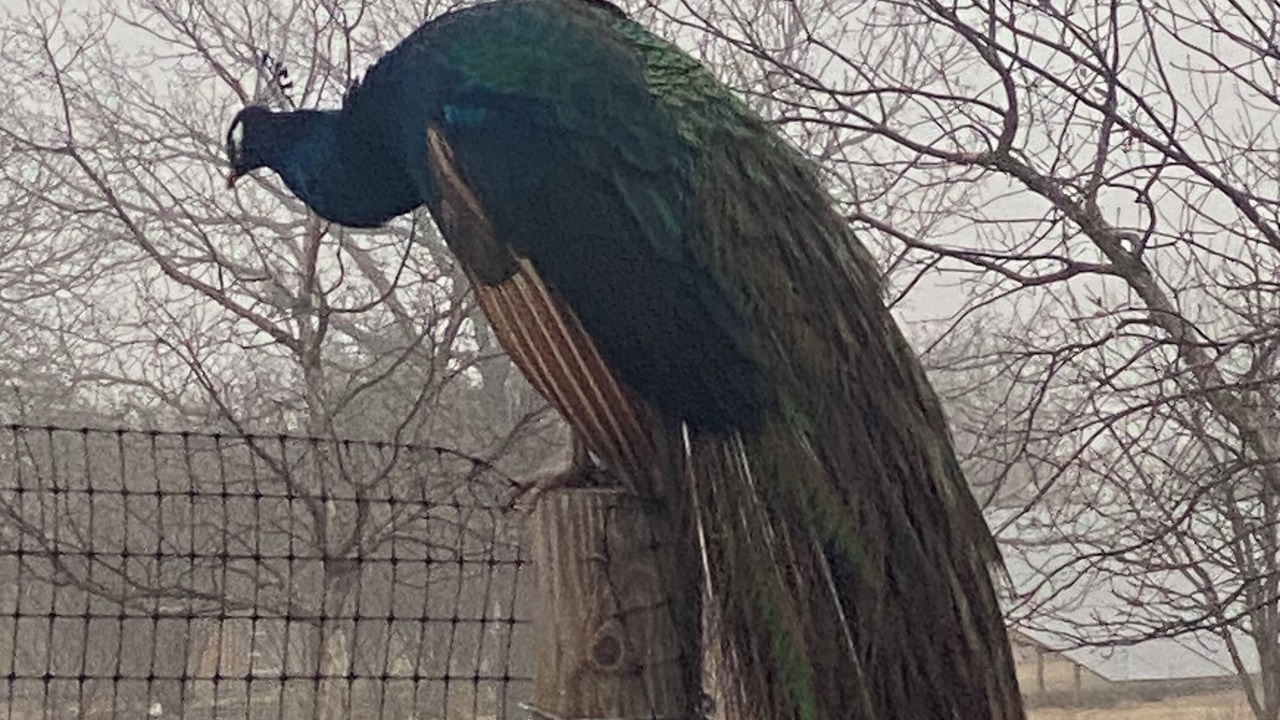 Photo of Others in Glen Rose