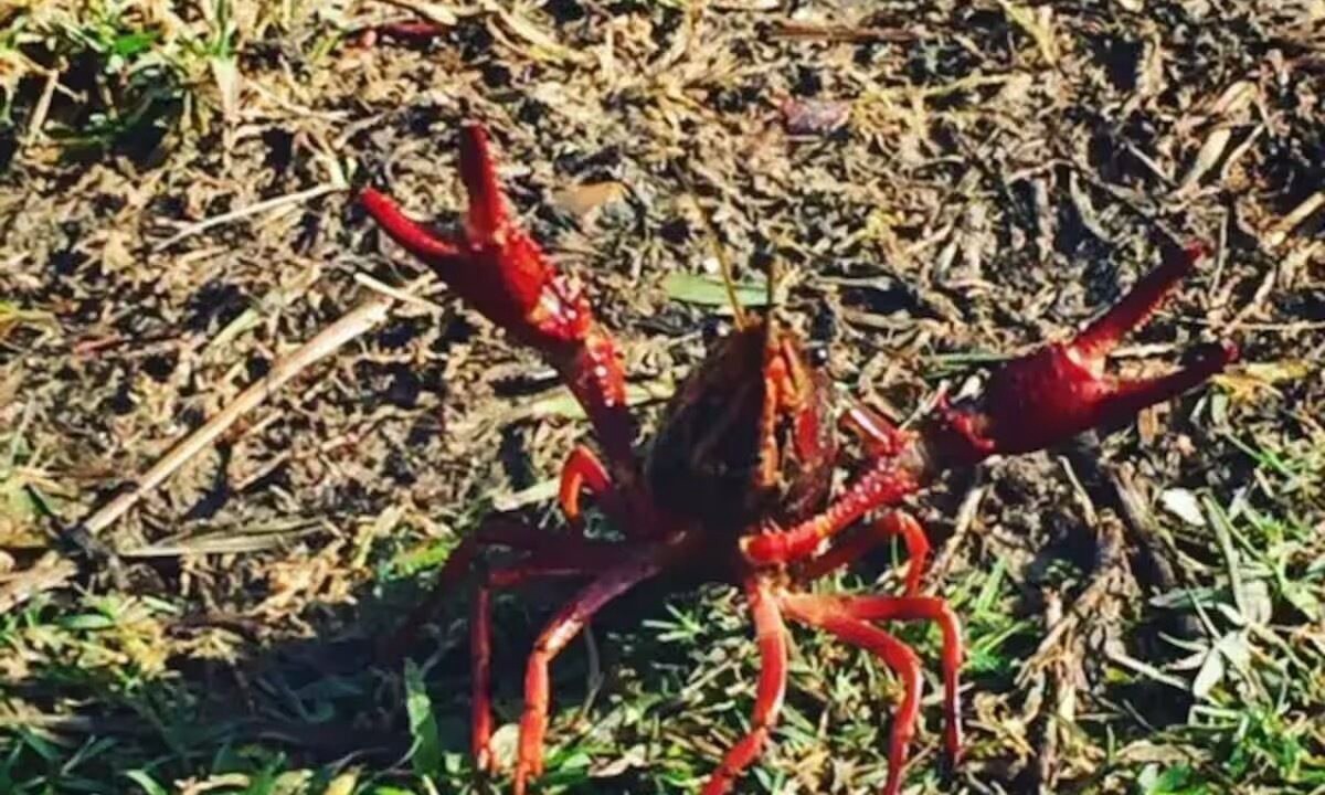 Photo of Others in Breaux Bridge