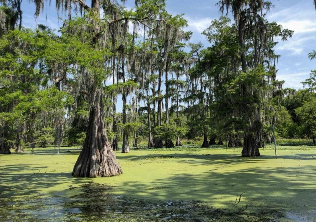 Photo of Others in Boothville-Venice