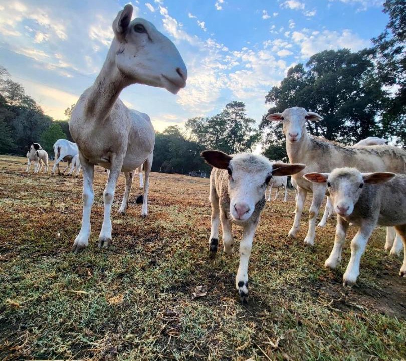 Photo of Others in Deville